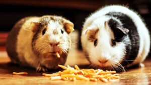 Learning to Eat Again: Bringing Your Appetite Back After an Eating Disorder